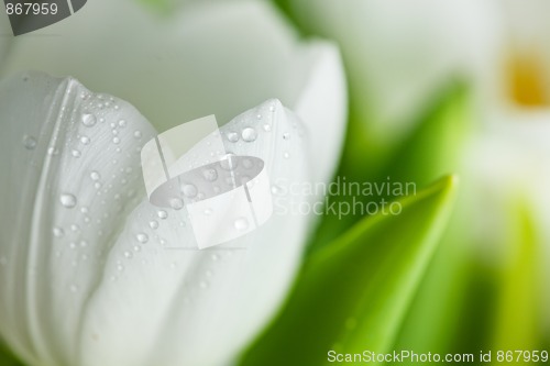 Image of White Tulips