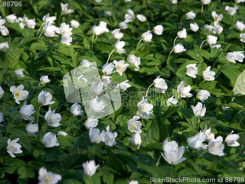 Image of Flowers