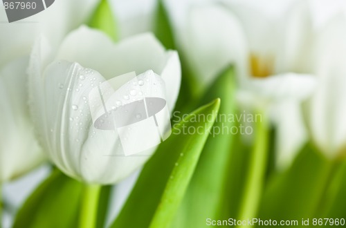 Image of White Tulips