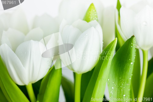 Image of White Tulips