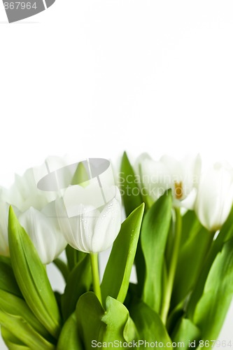 Image of White Tulips