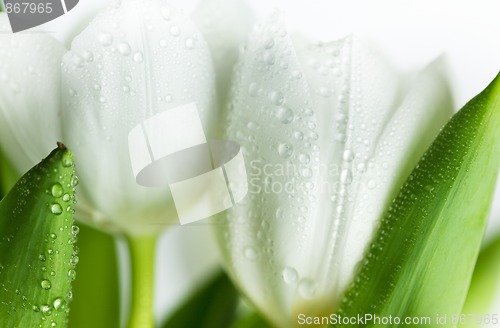 Image of White Tulips