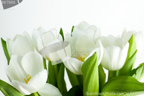 Image of White Tulips