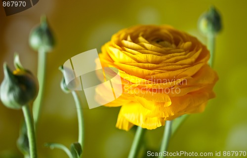 Image of Yellow Persian Buttercup Flower Ranunculus asiaticus