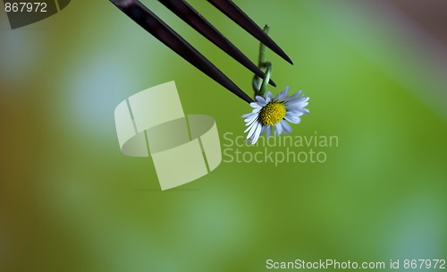 Image of Steel Fork and flower