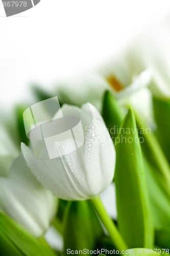 Image of White Tulips