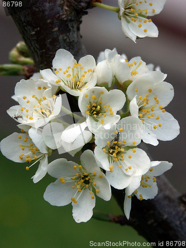 Image of Plum Blossoms