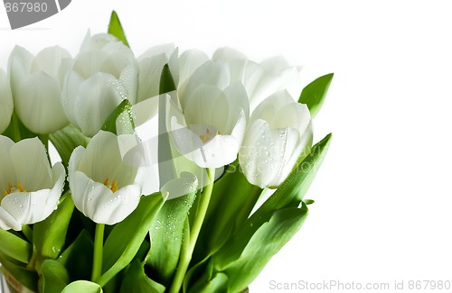 Image of White Tulips