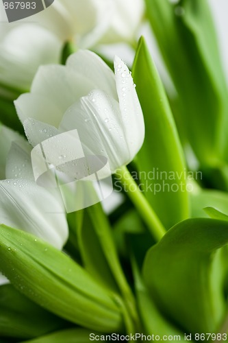 Image of White Tulips