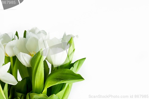 Image of White Tulips