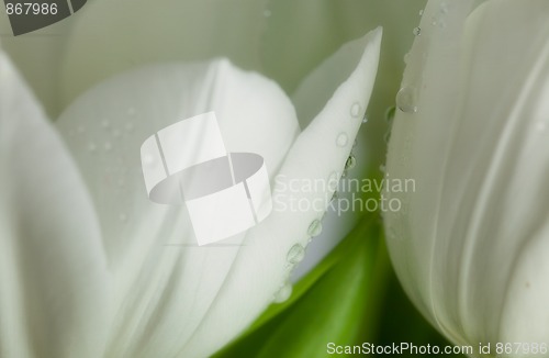 Image of White Tulips