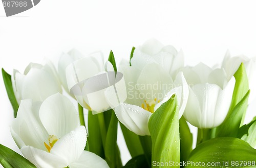 Image of White Tulips