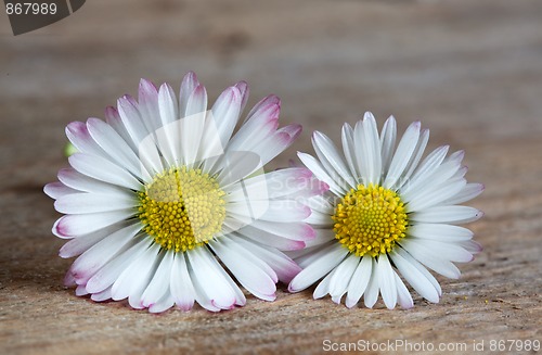 Image of Daisy Flower