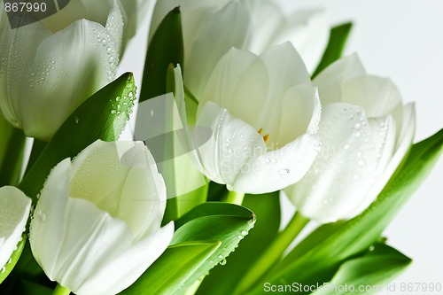 Image of White Tulips