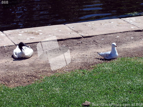 Image of Seagull and stork