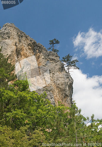 Image of Pine-trees on a cliff