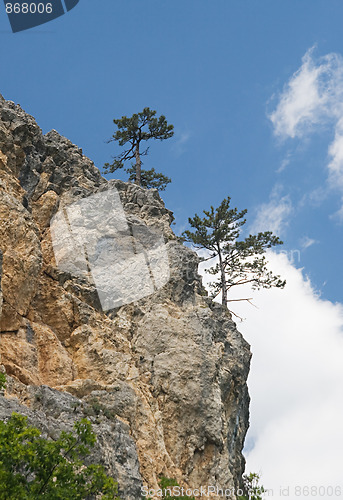 Image of Pine-trees on a cliff