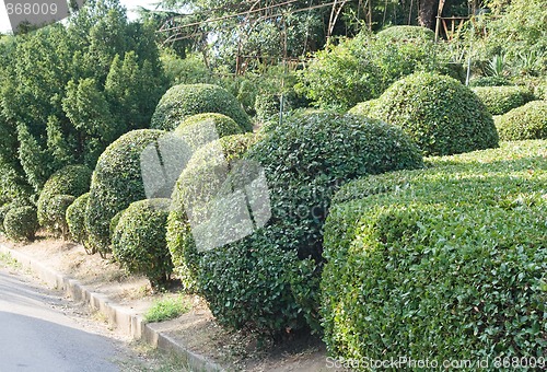 Image of Topiary
