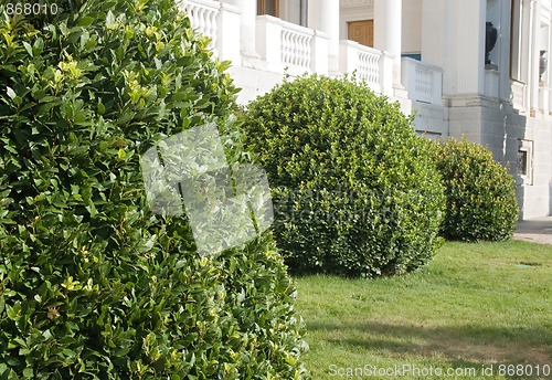 Image of Topiary