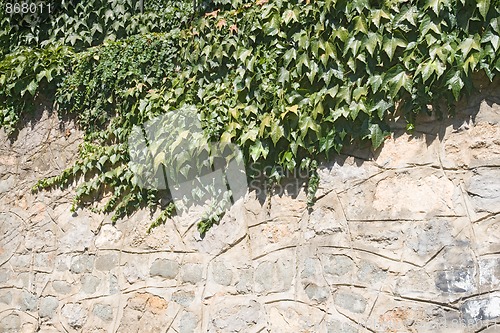 Image of Ivy on a wall