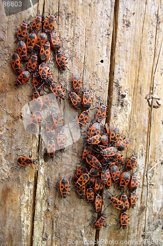 Image of Bugs