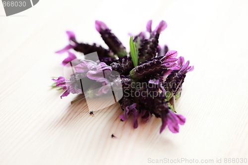 Image of lavender flowers