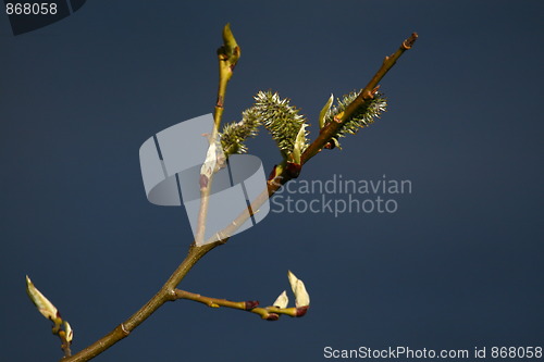 Image of Catkins