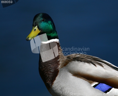 Image of Mallard