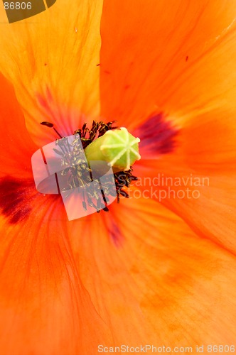 Image of Poppy