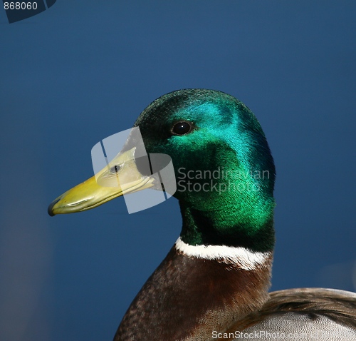 Image of Mallard