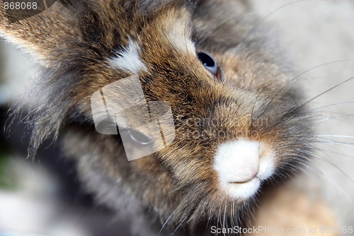 Image of Rabbit