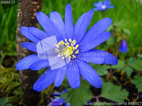 Image of Blue spring flower Anemona