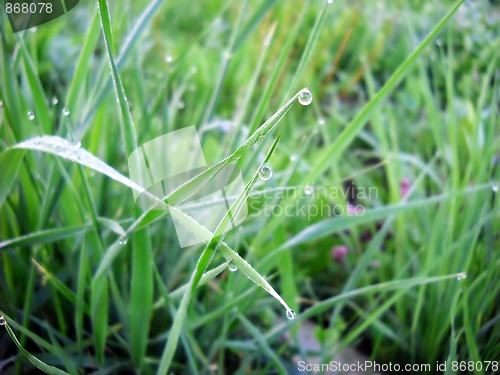 Image of Green grass natural background