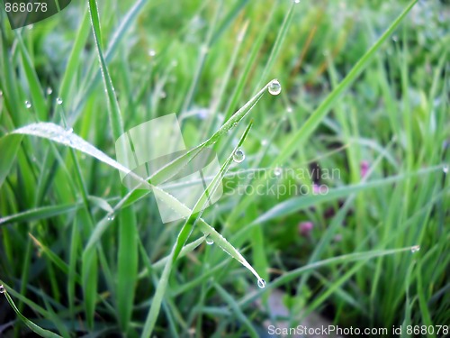 Image of Green grass natural background