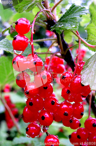 Image of Currant