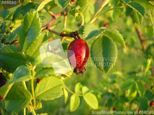 Image of Rose hip