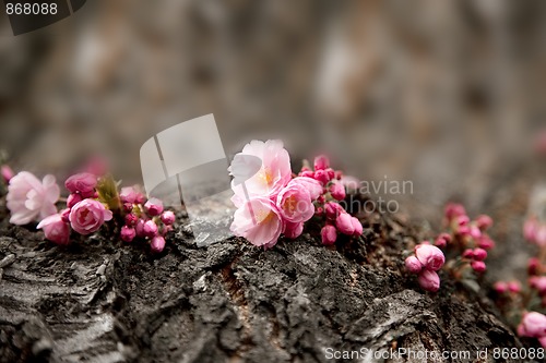 Image of Cherry Blossoms