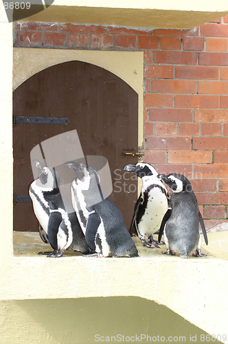 Image of Penguins