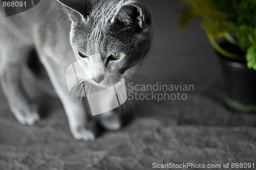 Image of Russian Blue Cat