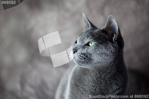 Image of Russian Blue Cat