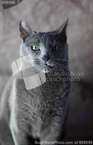 Image of Russian Blue Cat