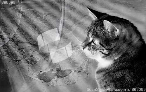 Image of Cat