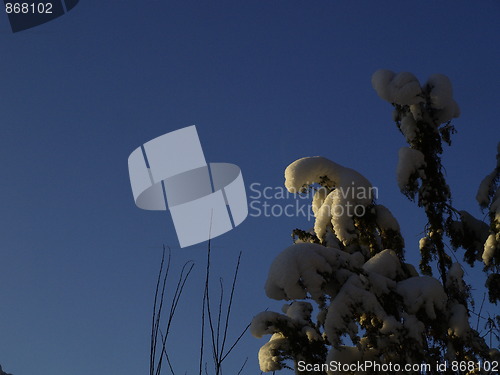 Image of snow on tree tops