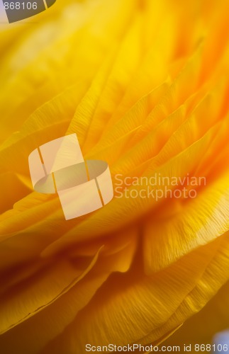 Image of Yellow Persian Buttercup Flower Ranunculus asiaticus