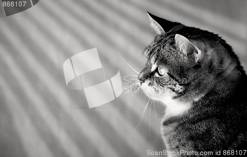 Image of Cat