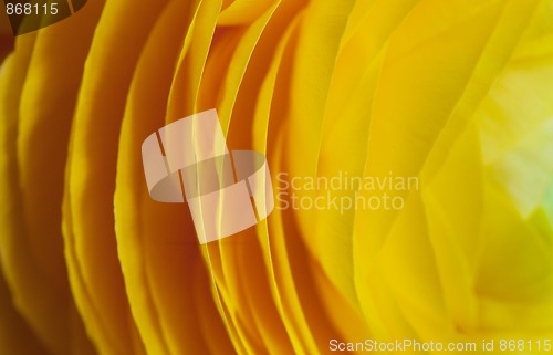 Image of Yellow Persian Buttercup Flower Ranunculus asiaticus