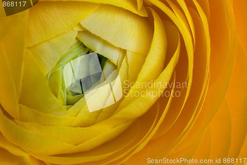 Image of Yellow Persian Buttercup Flower Ranunculus asiaticus