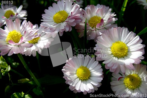 Image of Daisies