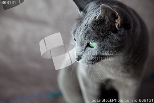 Image of Russian Blue Cat