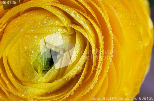 Image of Yellow Persian Buttercup Flower Ranunculus asiaticus